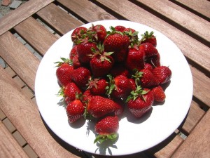 Erdbeeren 