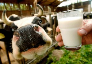 Milch