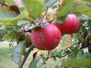 Äpfel für das Apfelbrot